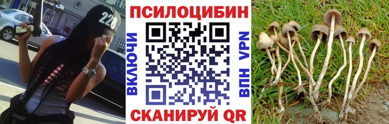 Галлюциногенные грибы Psilocybe Йошкар-Ола